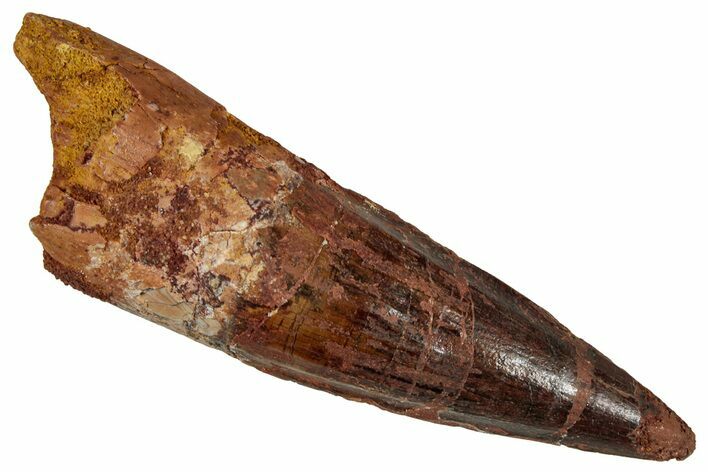 Fossil Spinosaurus Tooth - Real Dinosaur Tooth #354786